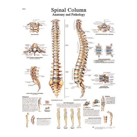 Fabrication Enterprises 3B Anatomical Chart - Spinal Column, Sticky Back 12-4622S